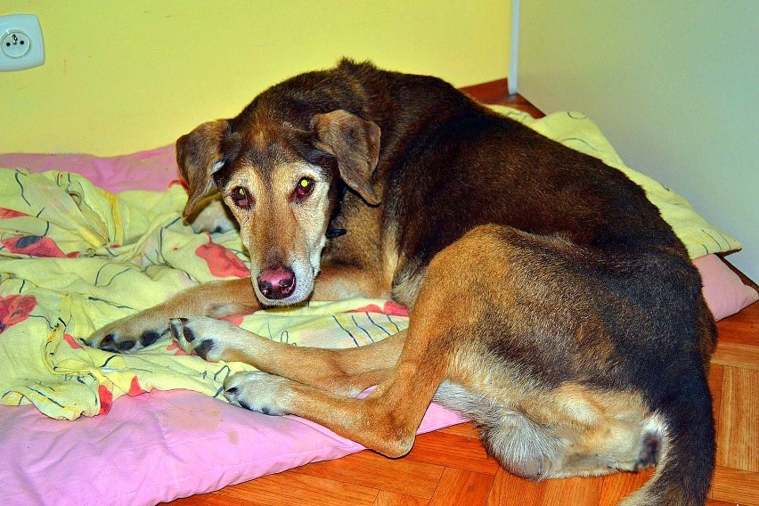 Senior to łagodny pies, ma ok. 14 lat. Został uratowany w...