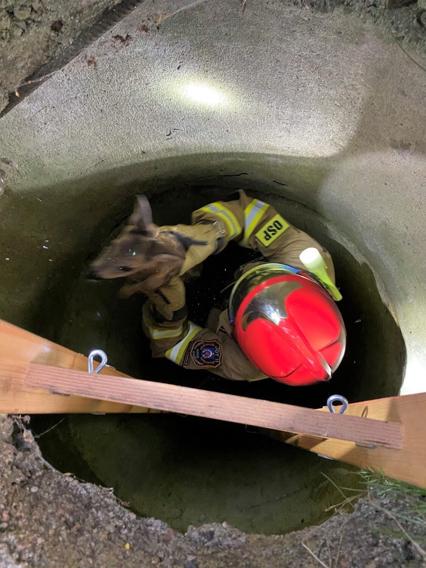 Strażacy z Nadola uratowali młodą sarnę uwiezioną w studni