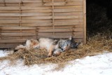 Leśnicy w Napromku walczą o zdrowie wilka [ZDJĘCIA]