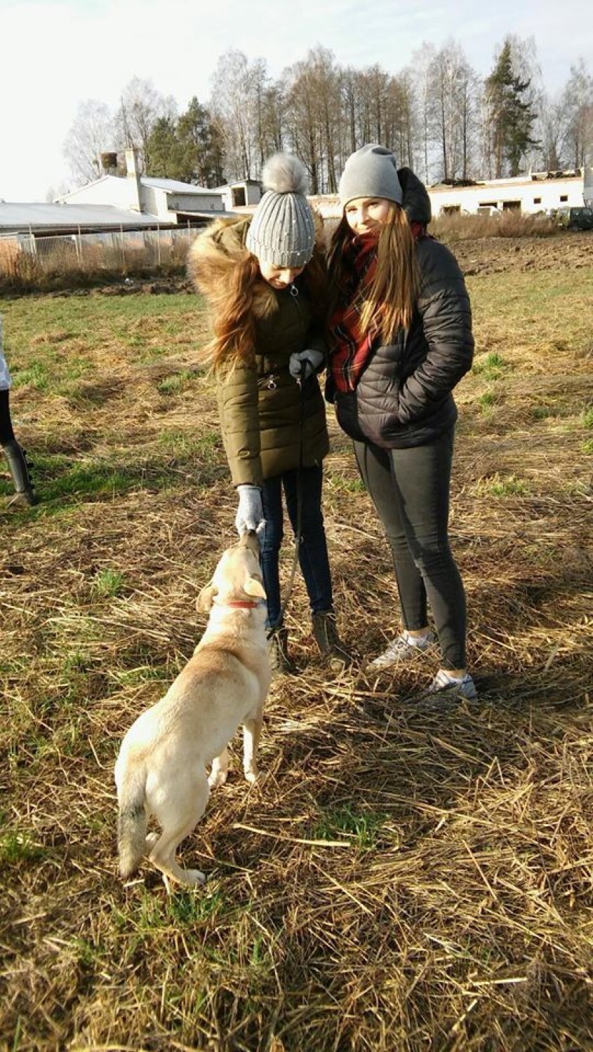 Gmina Sztabin. Uczniowie zbierali karmę dla zwierząt w schronisku