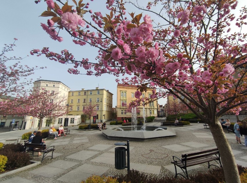 Święto kwitnących wiśni w Wałbrzychu w tym roku o miesiąc wcześniej! Zdjęcia