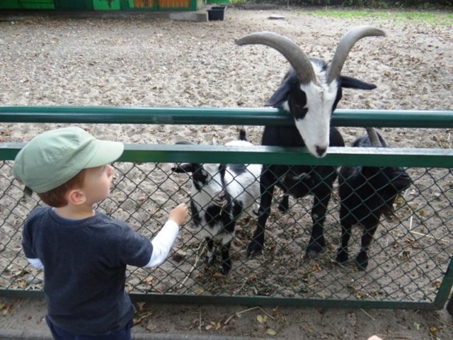 We wtorek w Starym Zoo odbędzie się ostatnie w tym roku karmienie kózek