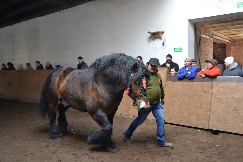 W Bolesławowie odbył się XII pokaz ogierów. Zaprezentowano 36 koni
