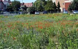 Kwietne łąki, ozdoby i rabaty w Głogowie. One upiększają nasze miasto. FOTO