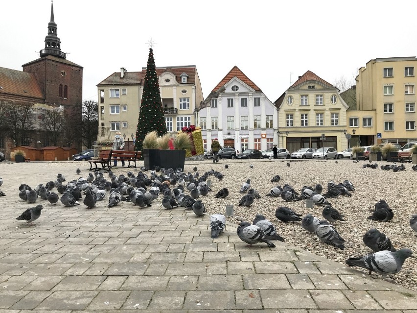 Zabite gołębie na Starym Rynku w Słupsku? Co się stało z ptakami?