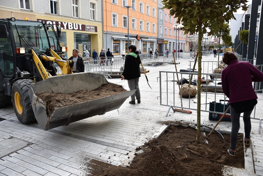 Remont ulicy Krakowskiej - nasadzenia drzew