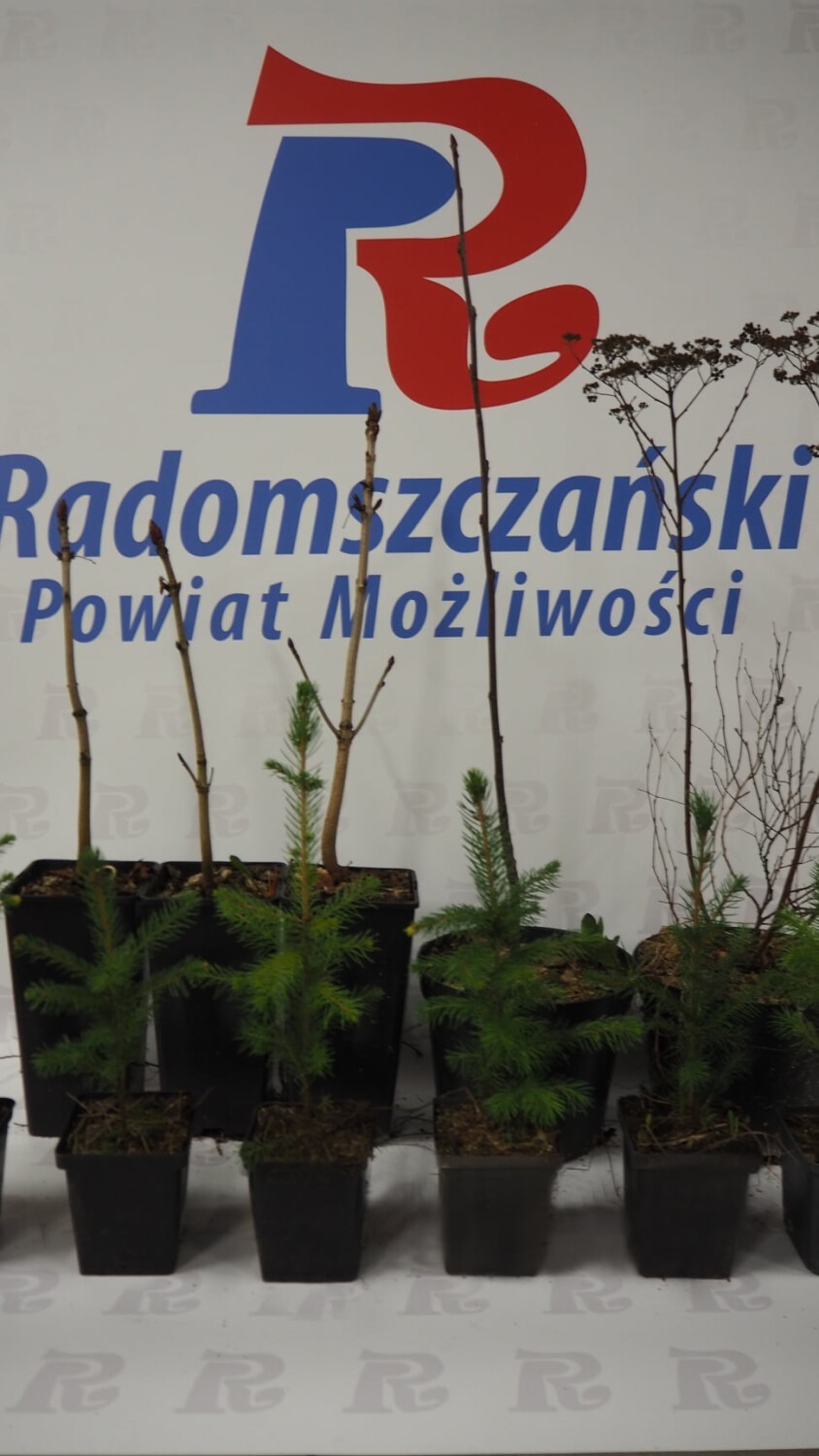 „Zbieramy, nie wyrzucamy” - 2. edycja akcji w Radomsku. Sadzonki i doniczki z nasionami za aluminiowe puszki