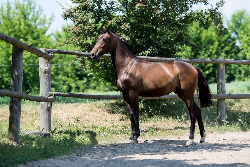 Słońsk Dolny 16, Ciechocinek, 87-720 Ciechocinek, Polska