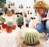 Wystawa i kiermasz kaktusów w Ogrodzie Botanicznym w Łodzi
