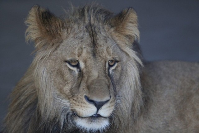 Lew Bolek zmarł 29 lipca. Do tej pory zarząd zoo nie chciał ujawnić wyników sekcji lwa. Jednak nastąpił przełom w sprawie - Śląski Ogród Zoologiczny ujawnił nie znane dotychczas fakty w sprawie. Co dolegało lwu?