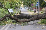 Nad Legnicą szaleje wichura. Połamane drzewa blokują ulice, zobaczcie zdjęcia