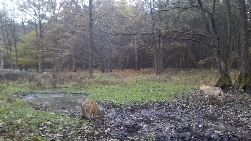 Wilki pojawiły się w lesie niedaleko Czerniejewa [FOTO, FILM]