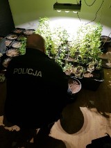 Gmina Cewice. Policjanci zlikwidowali uprawę marihuany i ponad kilogram suszu