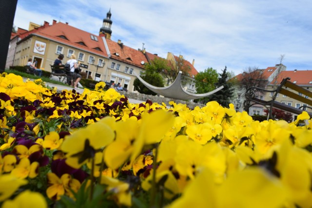 Wodzisławski Rynek utonie w kolorowych kwiatach