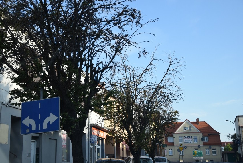 Umierają drzewa przy głównej ulicy Wągrowca. Zabija je "betonoza"?!