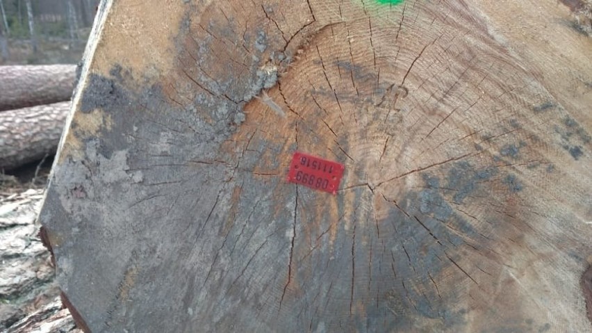 Wycięte drzewa w rezerwacie „Lisia Kępa” koło Bytowa.