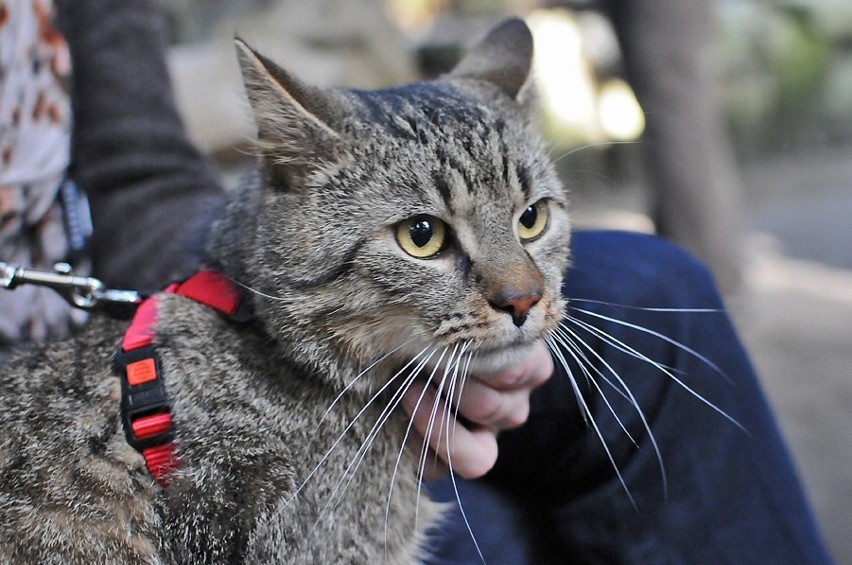 Pokaz kotów do adopcji w Palmiarni Poznańskiej