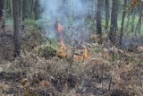 Myszków: pożar torfowiska na Jaworznickiej nie daje za wygraną