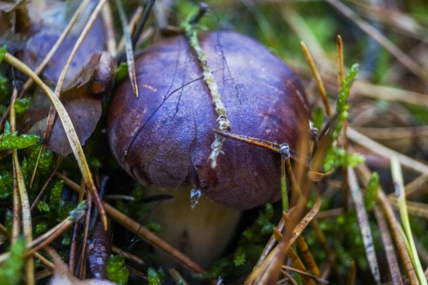 Też lubicie grzybobranie w Osieku Wielkim? [zdjęcia]