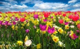 QUIZ. Czy rozpoznajesz pierwsze wiosenne kwiaty?