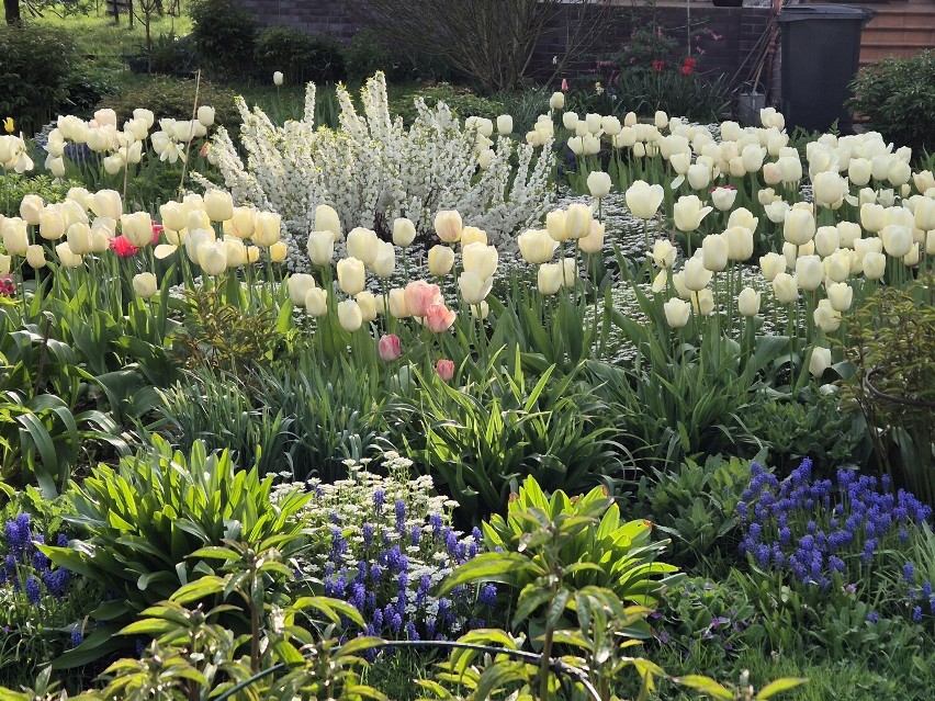 Kwitnie w nim około 2 tysięcy tulipanów