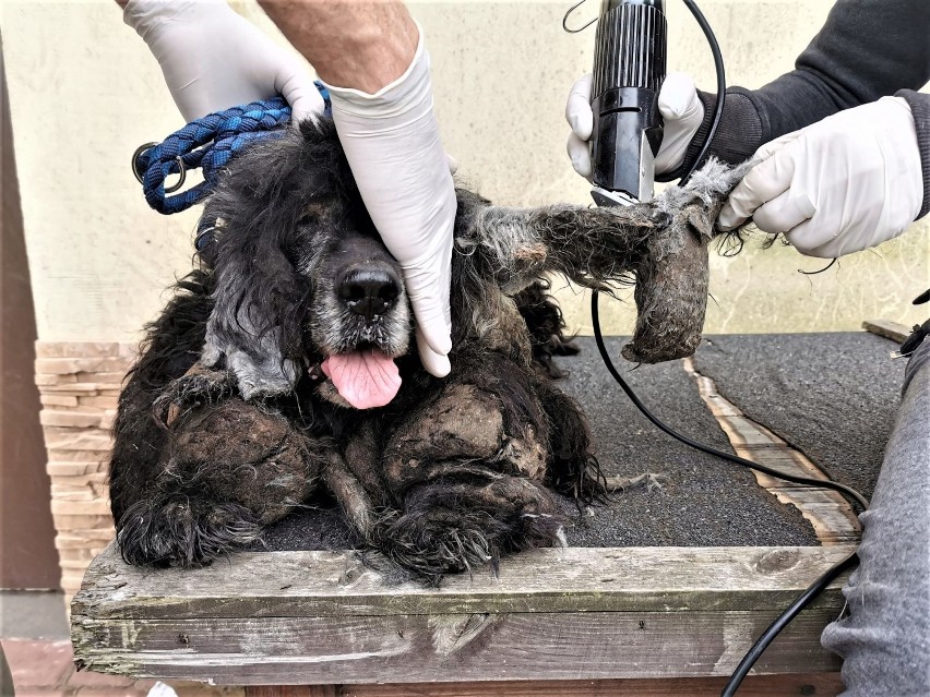 Odebrany w Budnie pies pod troskliwą opieką TOZ Goleniów. Czapi potrzebuje nowego domu