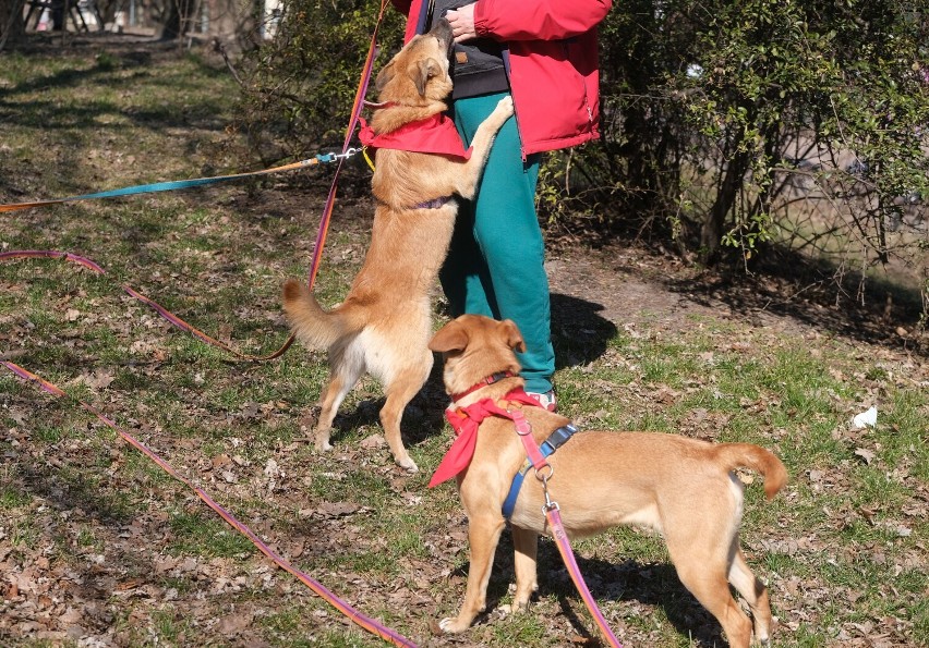 Adoptuj Warszawiaka. Te psy ze Schroniska na Paluchu oczekują na swój dom. W warszawskim parku trwa zapoznanie z czworonogami