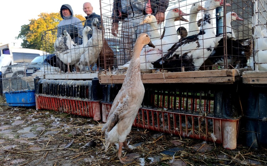 Handel żywymi zwierzętami na targowisku przy ul. Bawełnianej...