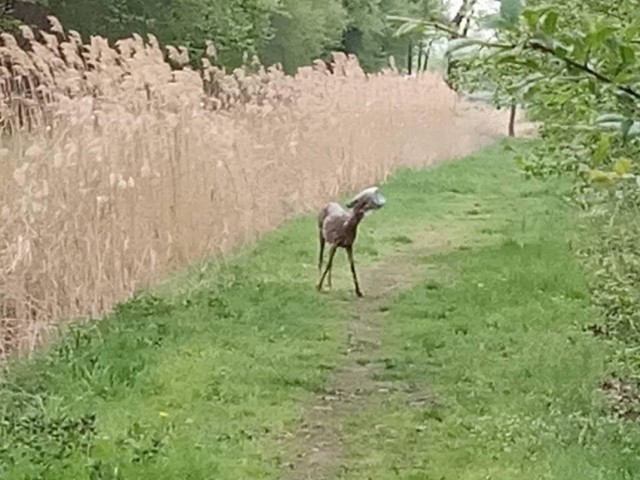 Sarna z butelką na głowie