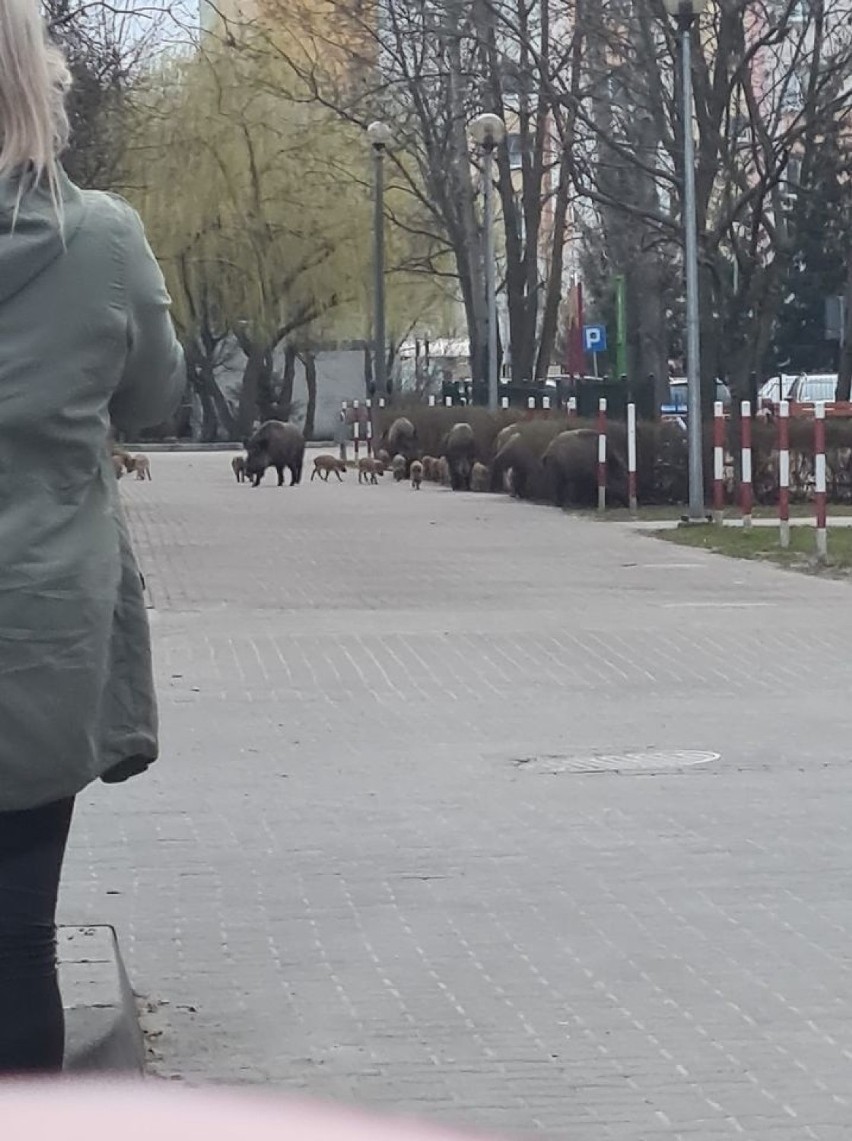 Miasto z problemem dzików zmaga się co najmniej od marca....