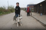 Punkt przetrzymań zwierząt w Wodzisławiu Śl. To tu trafiają bezdomne psy