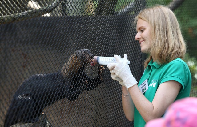 Opiekunowie zwierząt w łódzkim ZOO opowiedzą o swojej pracy podczas spotkań organizowanych w wakacje