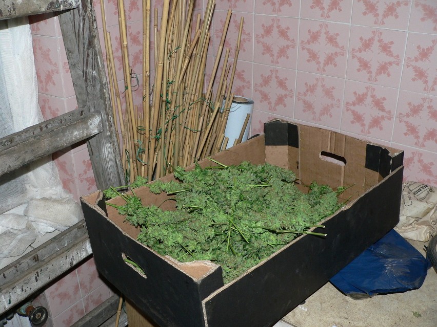 CBŚ zlikwidowało w Ksawerowie pod Łodzią potężną plantację marihuany [ZDJĘCIA]