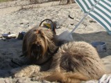 Czy na plażę w Zbąszyniu można wejść z psem? Jest wyrok sądu