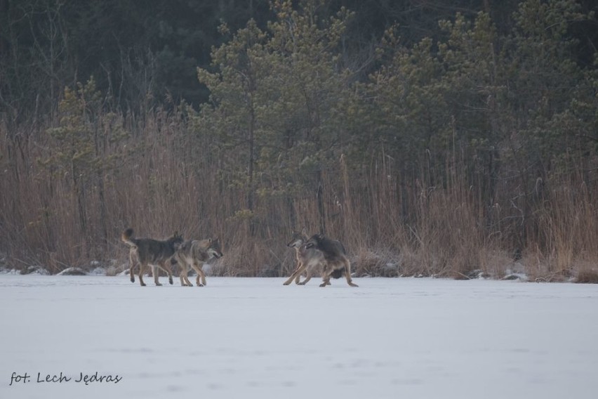 Leśniczy Lech Jędras sfotografował wilki na granicy...