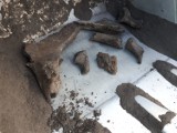 Kość mamuta na budowie metra w Warszawie. Niezwykłe znalezisko [ZDJĘCIA, WIDEO]
