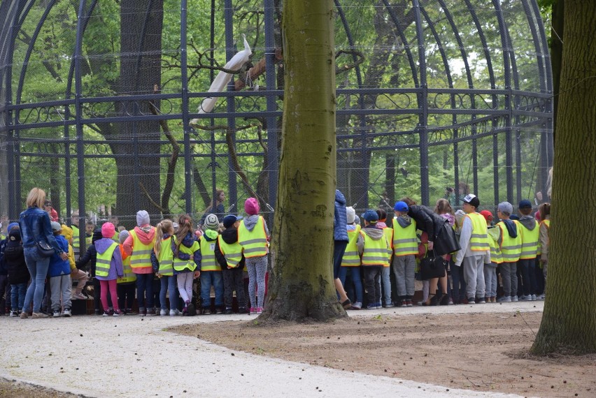 Paw albinos i inne ptaki, czyli otwarcie ptasiej woliery w krotoszyńskim parku [ZDJĘCIA]