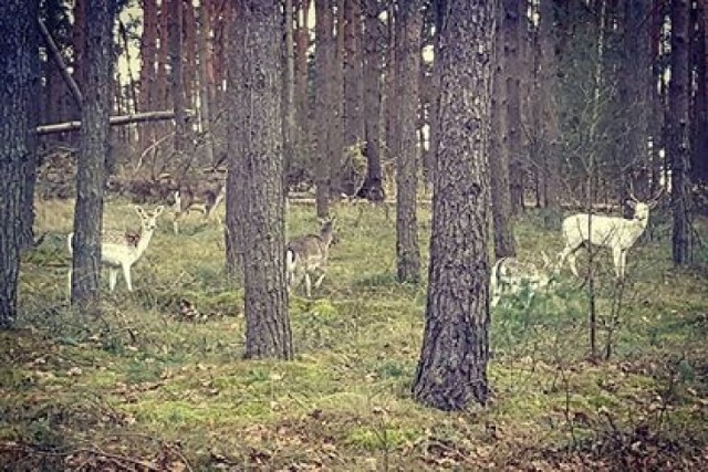 Spotkać białego jelenia, to jak wygrać los na loterii!