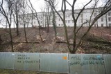 Wycinka na skarpie Zamku Książąt Pomorskich w Szczecinie. Będzie bezpieczniej i powstaną ogrody renesansowe