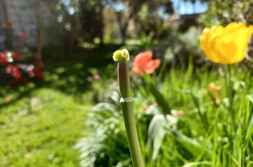 Przekwitłym tulipanom warto odłamać słupek kwiatowy, który...