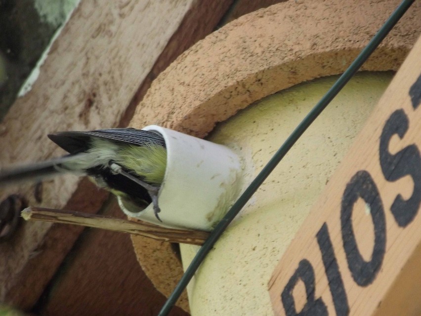 Wałbrzych: Chce opatentować budkę dla ptaków, która pomoże działkowcom i sadownikom
