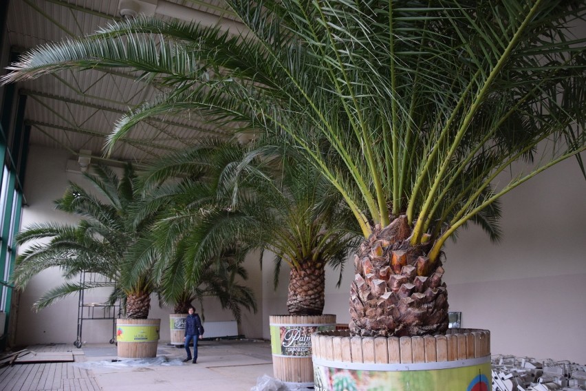 Palmy wciąż znajdują się w hali Jantor II w Nikiszowcu