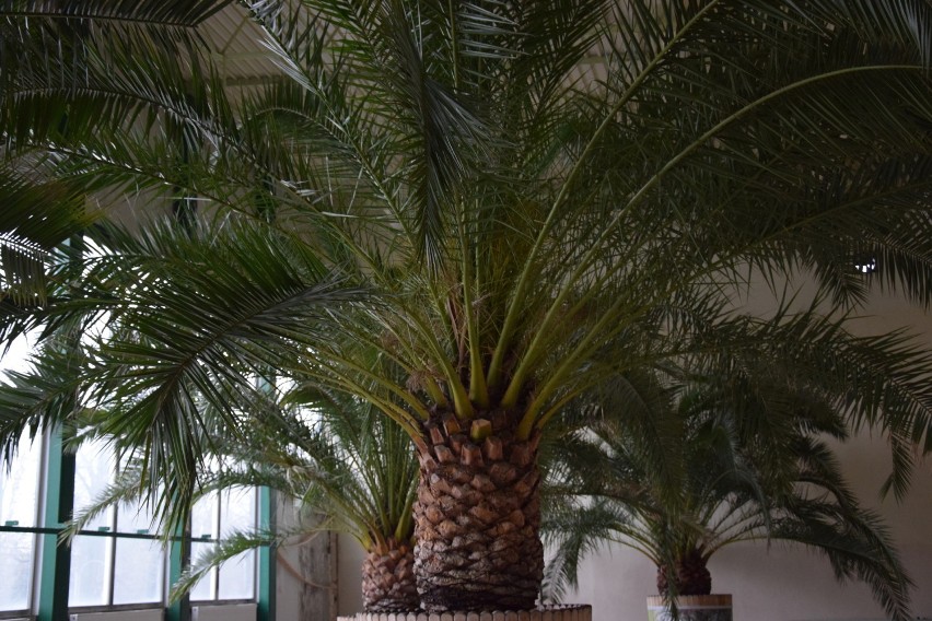 Palmy wciąż znajdują się w hali Jantor II w Nikiszowcu