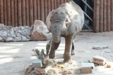 Poznań: Słoń Ninio z zoo obchodzi 18. urodziny! [ZDJĘCIA]