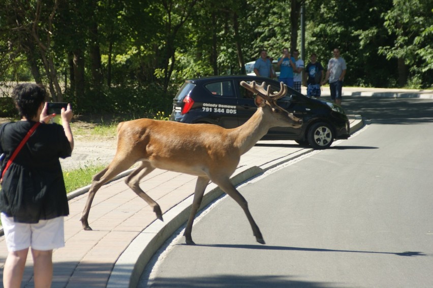 Dzikie zwierzęta w Zakopanem - gdy tylko się pojawiają -...
