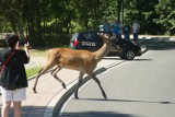 Dzikie zwierzęta buszują po Zakopanem. Zobacz, gdzie je możesz spotkać [GALERIA, FILMY]