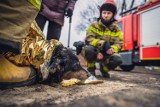 Pies wpadł do studzienki w Bytomiu i utknął w rurze. Uratowali go strażacy z JRG Radzionków