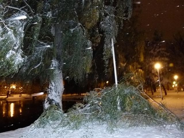 W Parku Miejskim w Zduńskiej Woli połamane gałęzie zniszczyły latarnię