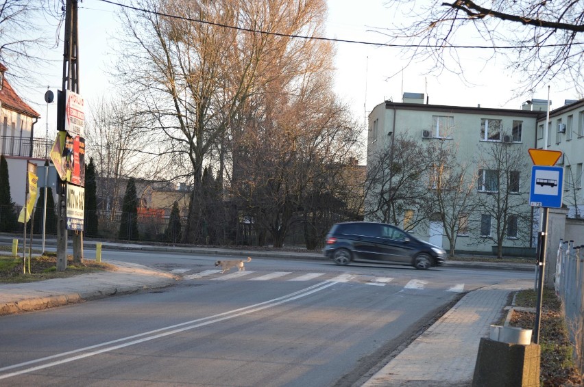 Malbork. Czy na skrzyżowaniu al. Wojska Polskiego i ul. Dalekiej powstanie rondo?