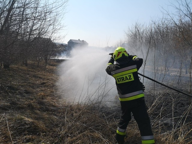 Od 16 lutego do 16 marca 2022 r. olkuscy strażacy odnotowali 37 interwencji związanych z pożarami traw oraz 42 interwencje związane z gaszeniem pożarów poszycia leśnego i traw